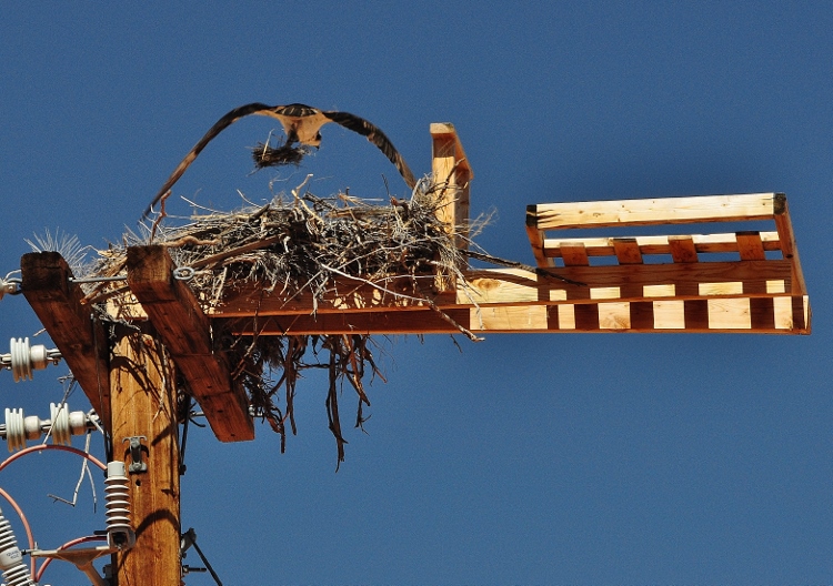 osprey building nest